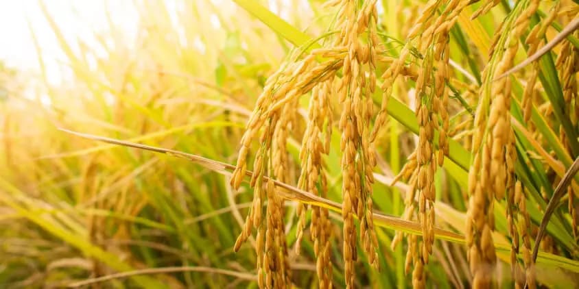 कृषिप्रधान देशमै चामलमा परनिर्भरता बढ्दो : ७ महिनामै साढे २५ अर्ब विदेशियो, घट्यो धान आयात